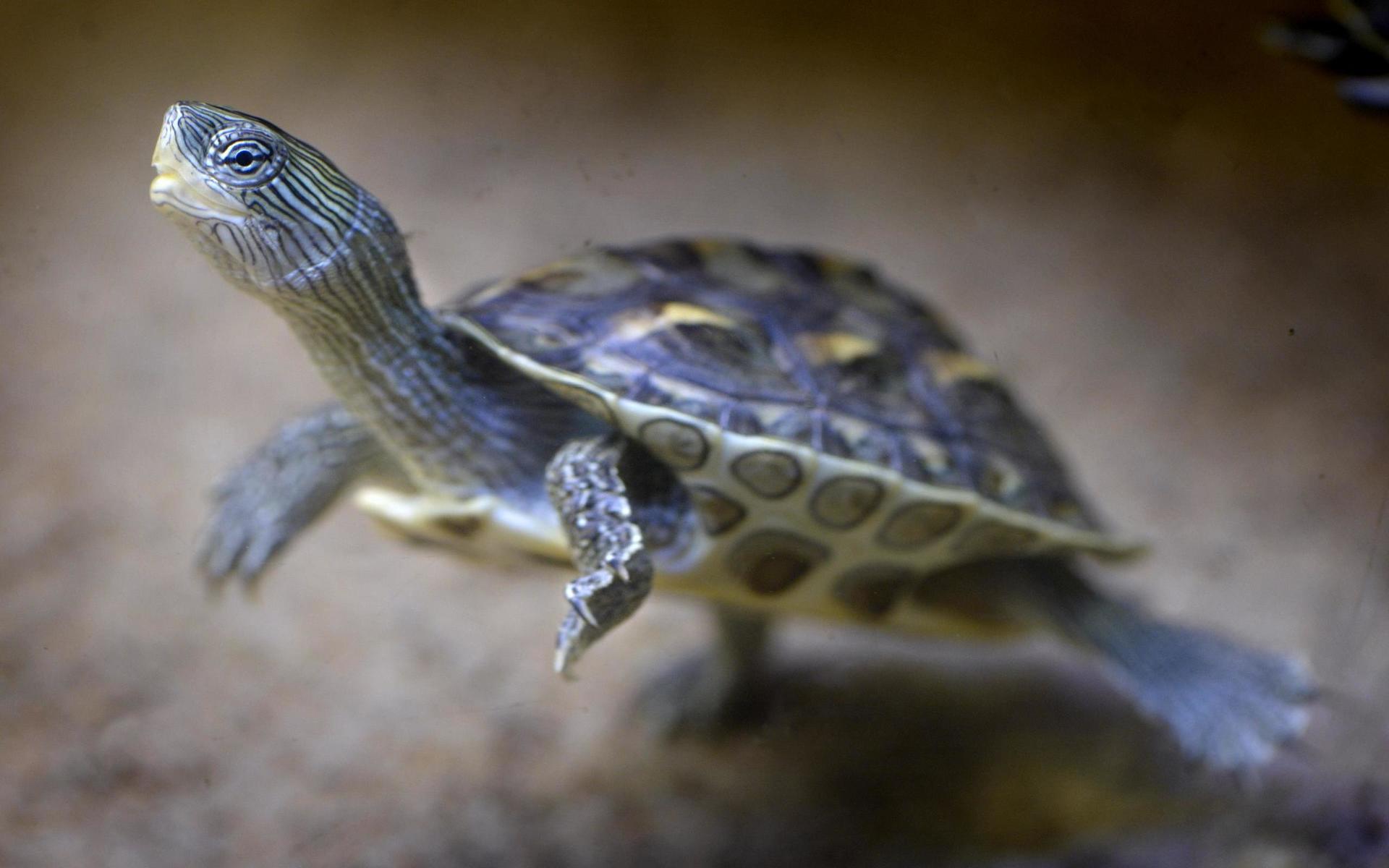 En kinesisk randig vattensköldpadda. Den kan bli 25-30 centimeter lång och lever i 30-40 år.