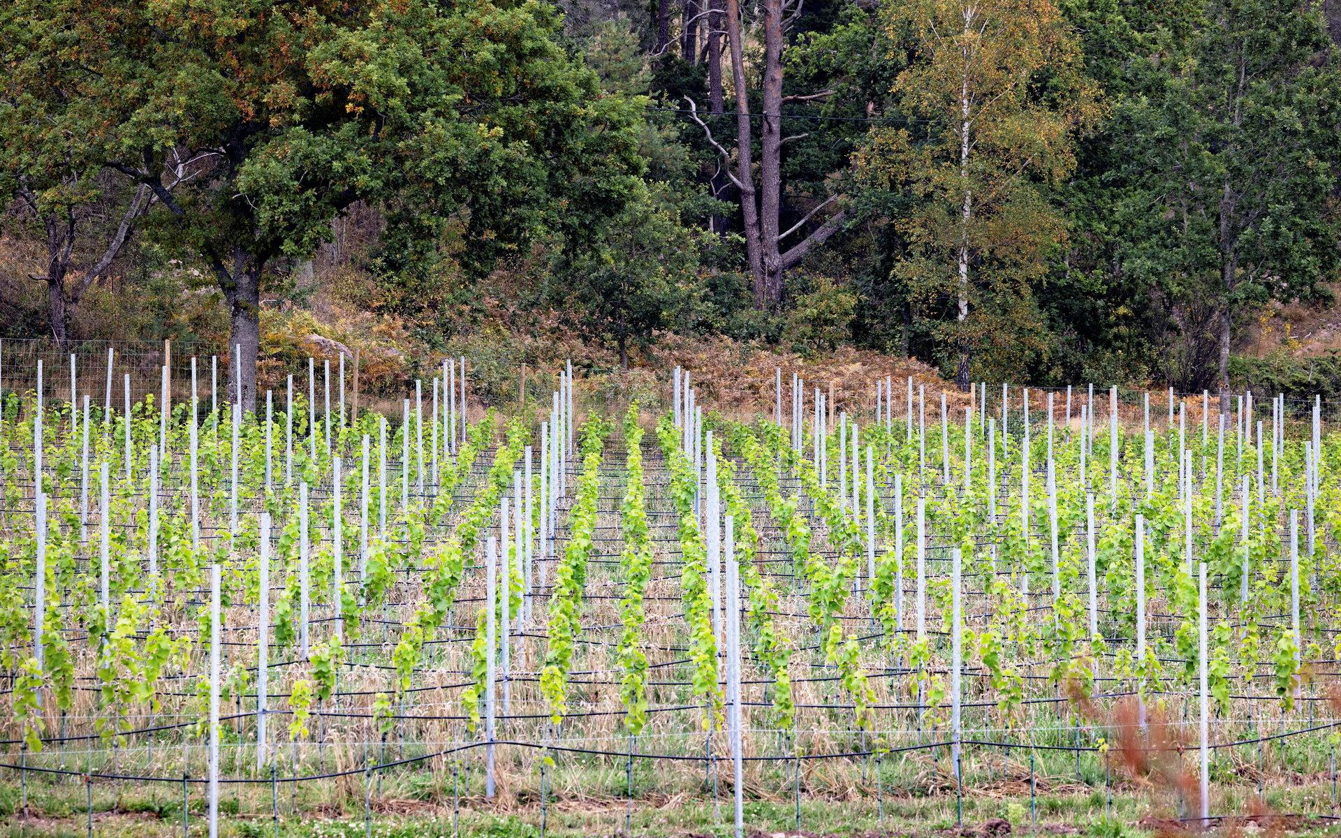 7 000 nya plantor är på tillväxt på Annebergs vingård.