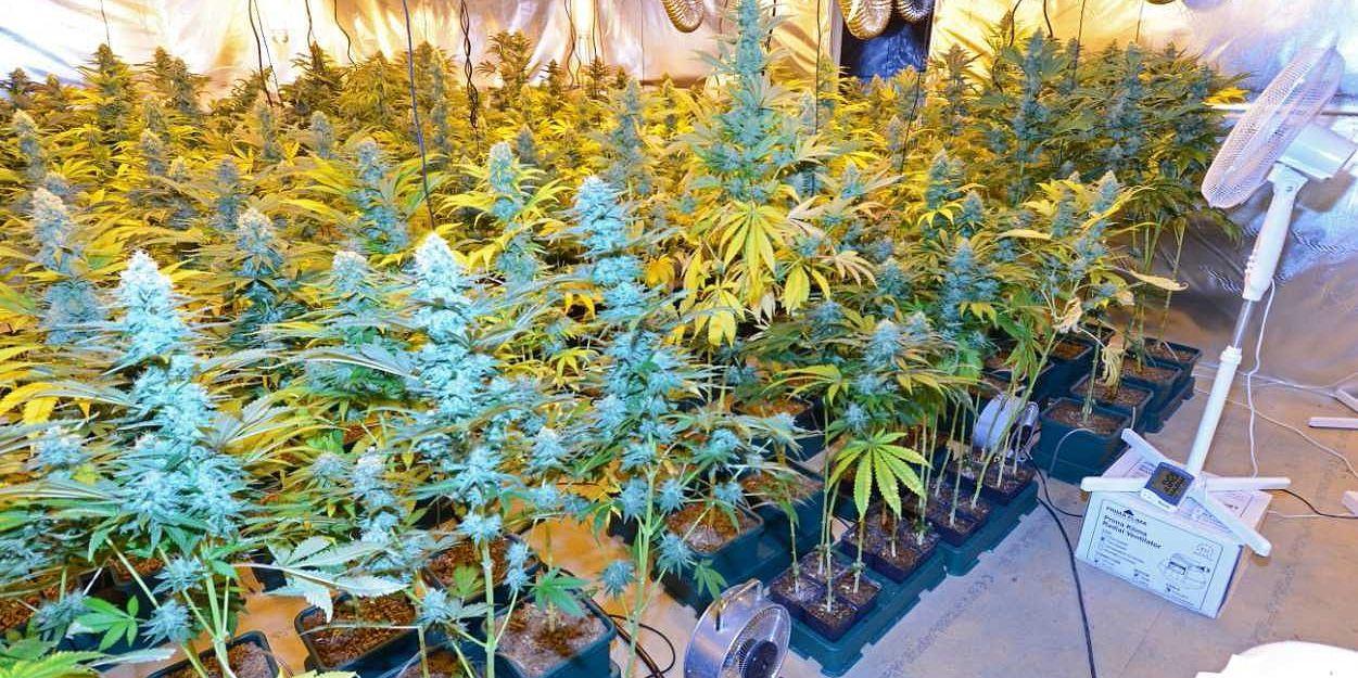 En del av cannabisodlingen i Vessigebro, såsom den avslöjades av polisen i januari. Bild: Polisen