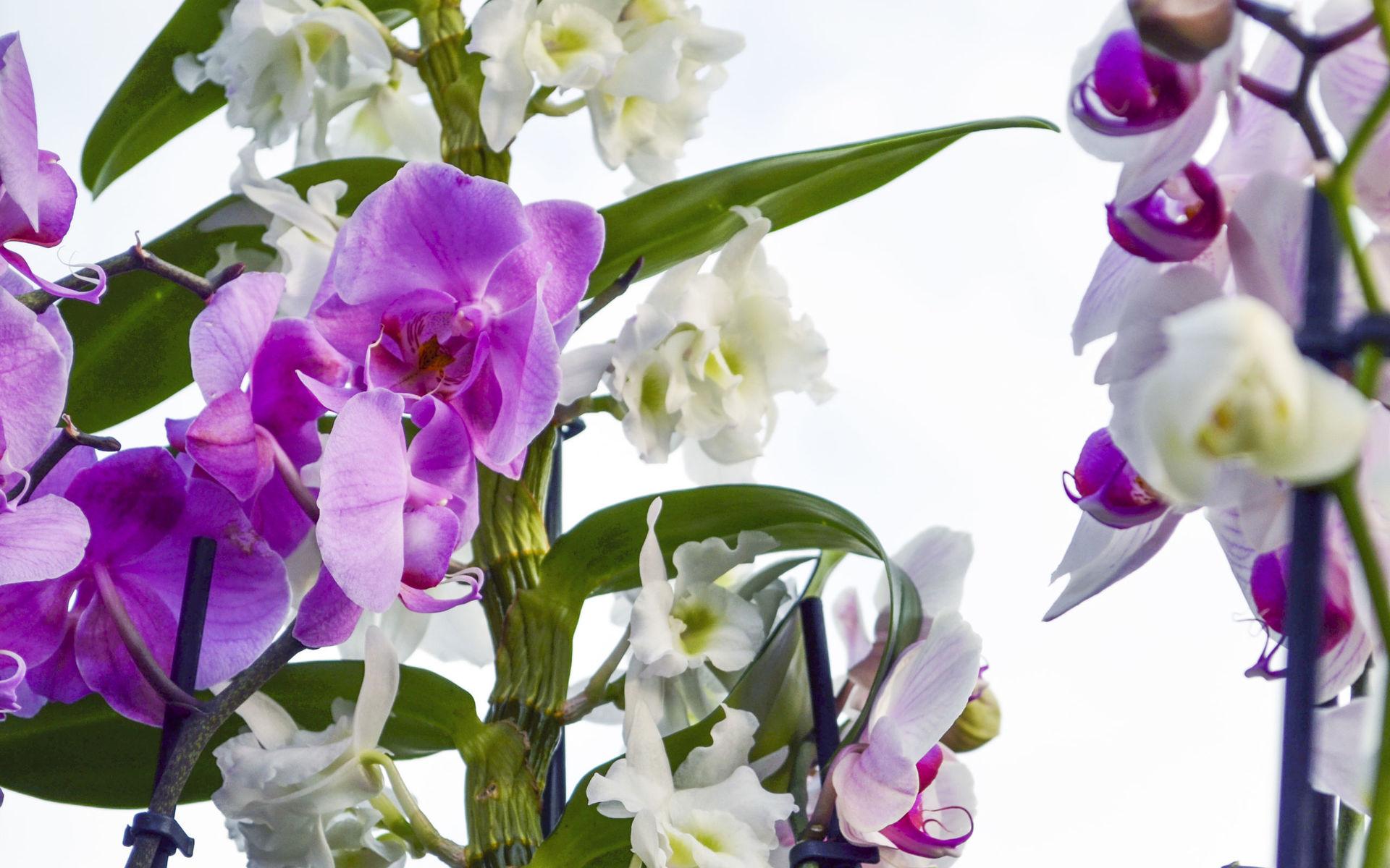 Arne Kastberg är en av de få i Sverige som korsar orkidéer. 