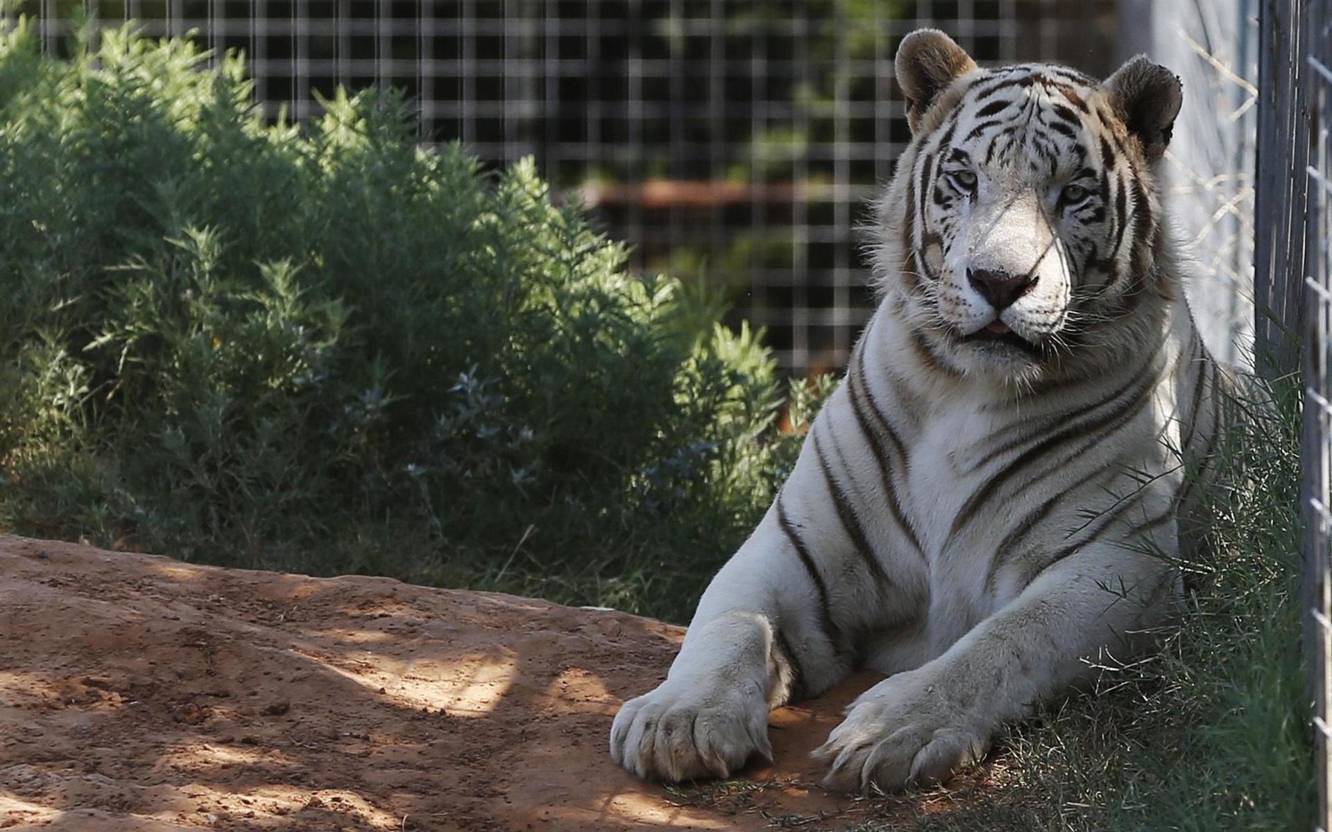 68 stora kattdjur, bland annat tigern på bilden, har omhändertagits från den djurpark i Oklahoma som förekom i Netflix-serien ”Tiger King”.