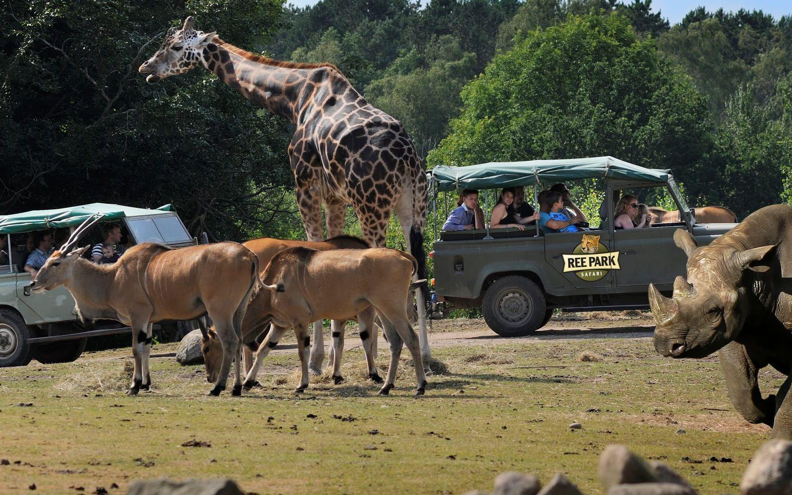Ree Park Safari i Ebeltoft bjuder på ett spännande möte med häftiga djur.