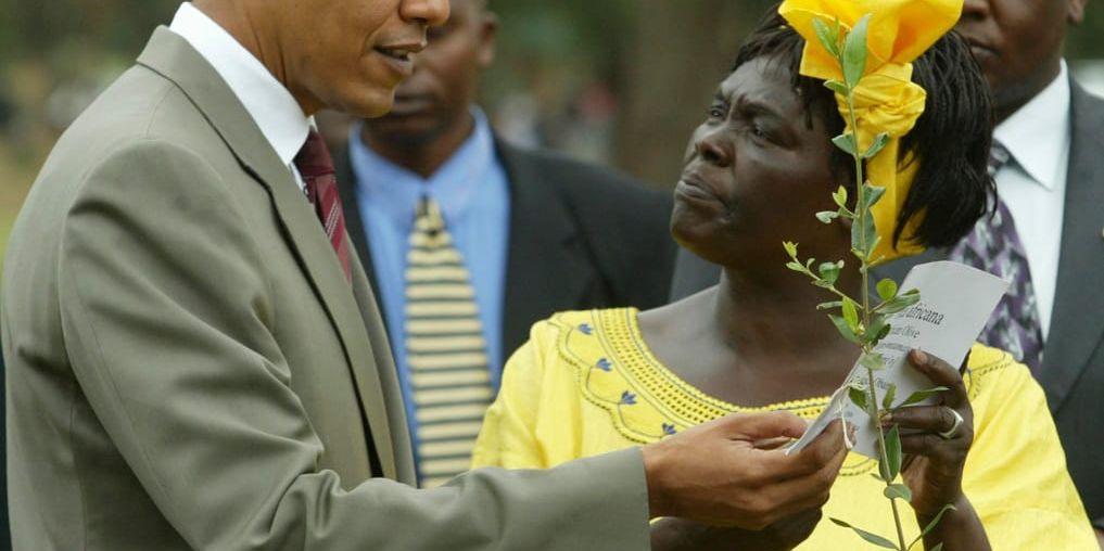 Både USA.s president Barack Obama, som fick fredspriset 2009, och pristagaren 2014, den kenyanska politikern Wangari Maathai som kämpar för kvinnor och miljön, var kontroversiella val – men på olika sätt. Arkivbild.