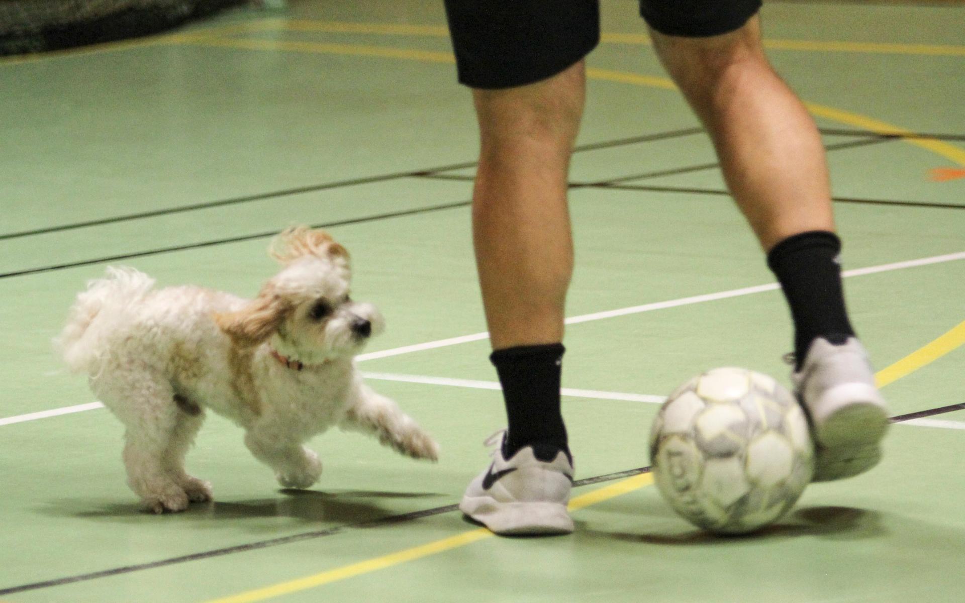 Hunden Bobby Charlton ville också vara med och leka med bollen. Han var den enda som fick springa.