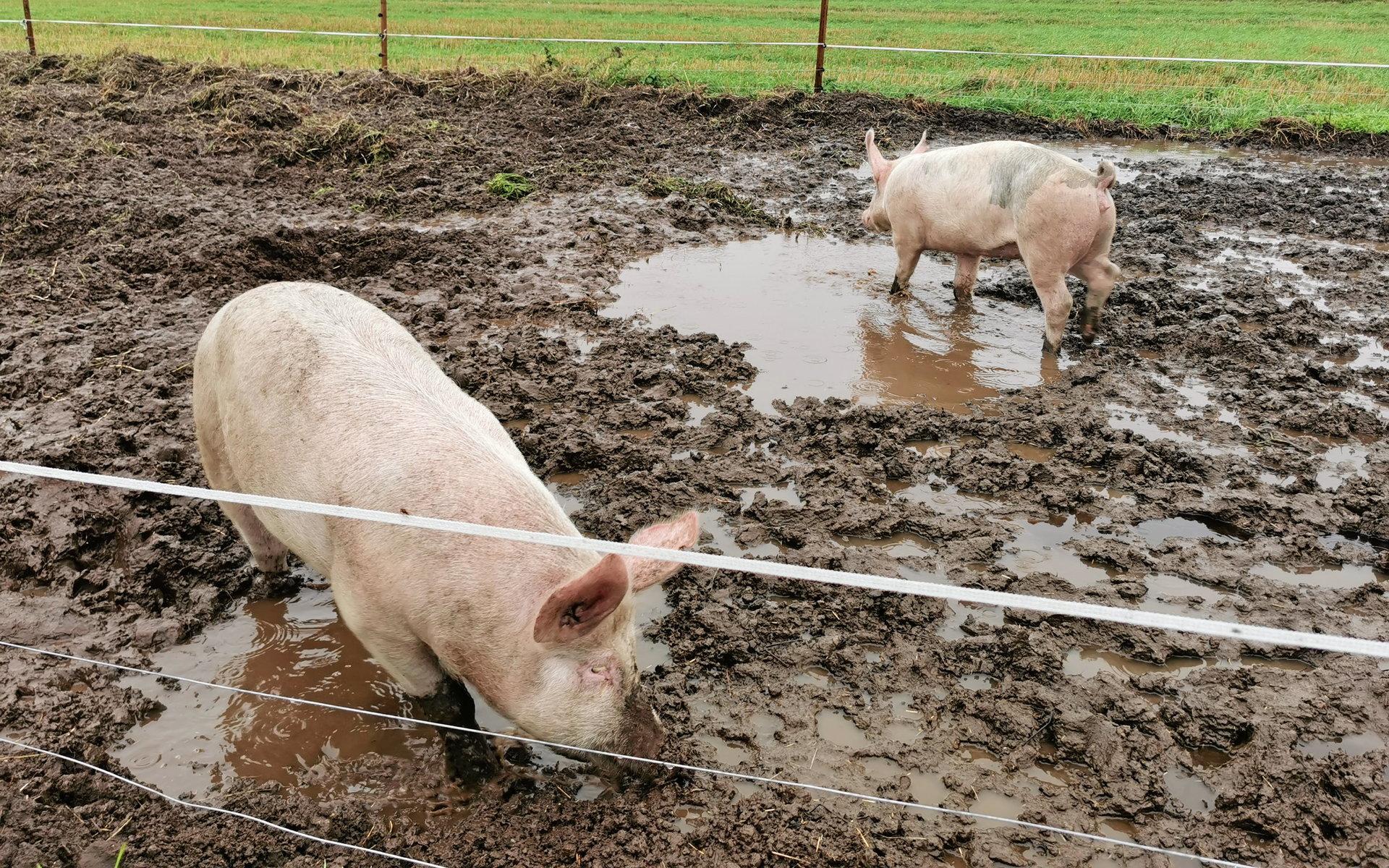 Och av grisarna!