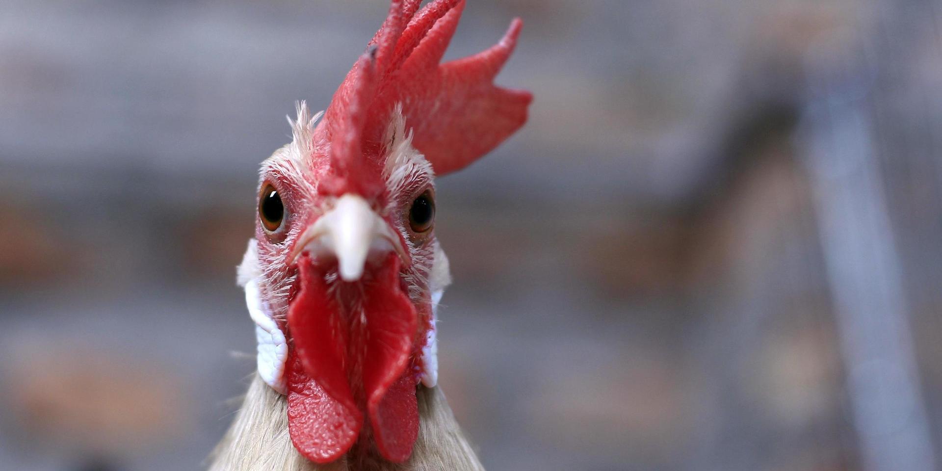 En kycklingfarm i Blekinge kan ha drabbats av salmonella. Arkivbild.