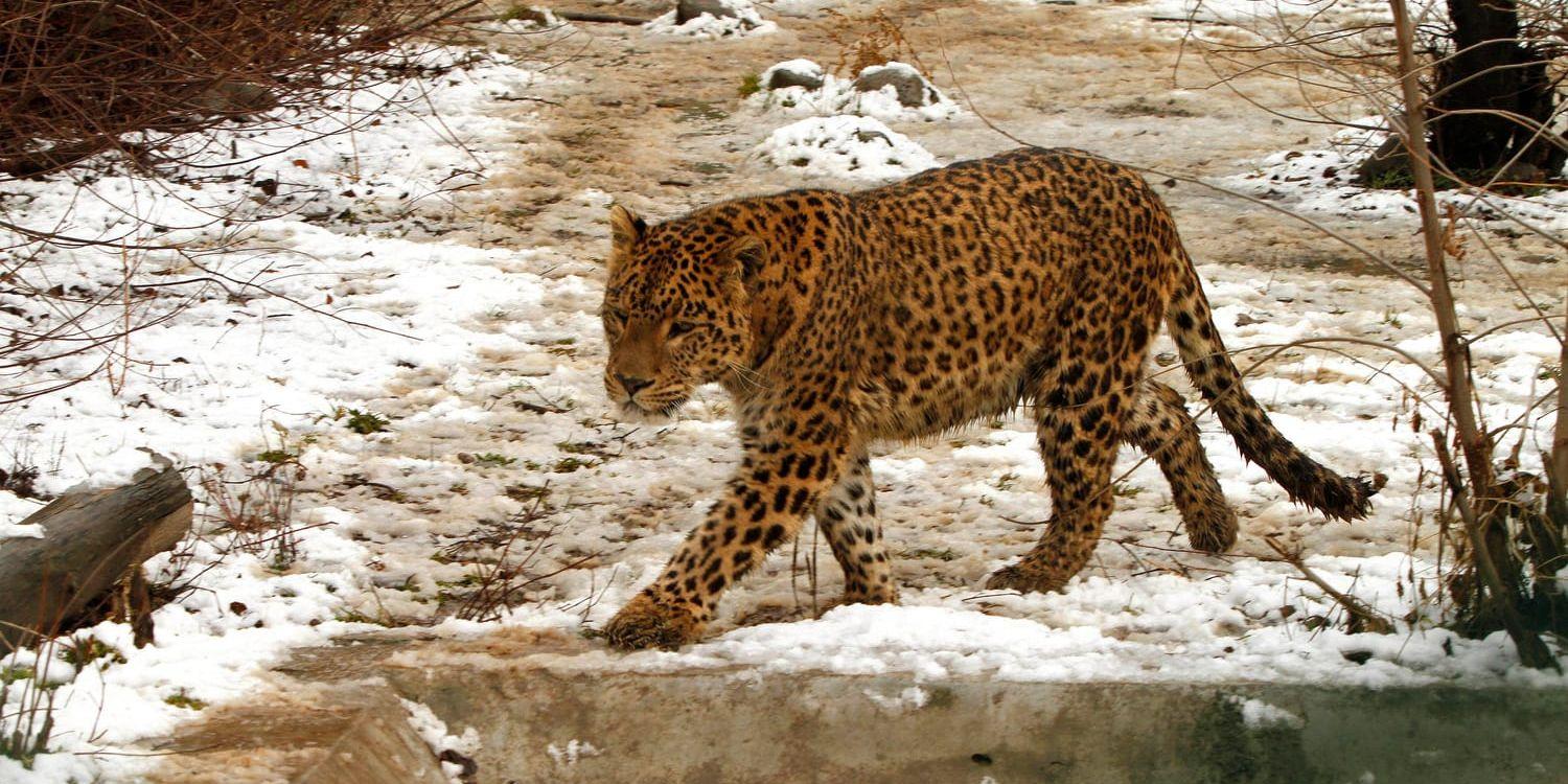 En leopard i nationalparken Dachigam, som ligger i Kashmir i Indien. Arkivbild.