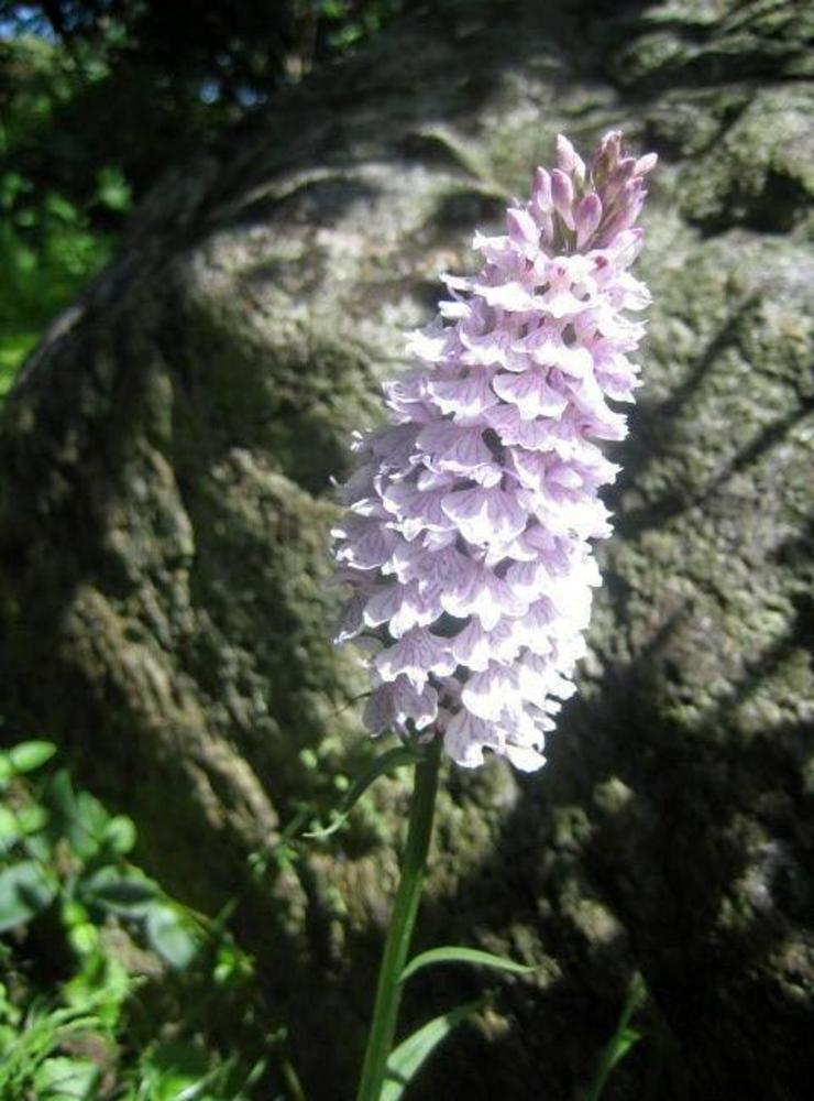 Fläckig nyckelblomster, även den är fridlyst orkidé.