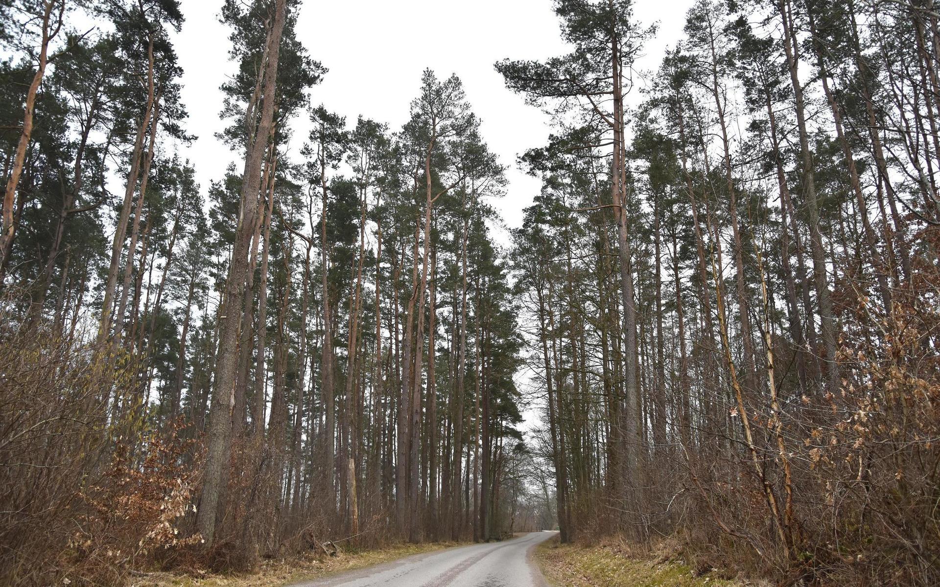 Naturen är rikt varierad. Öppna fält och skog och klippr – allt finns på Trönningenäs.