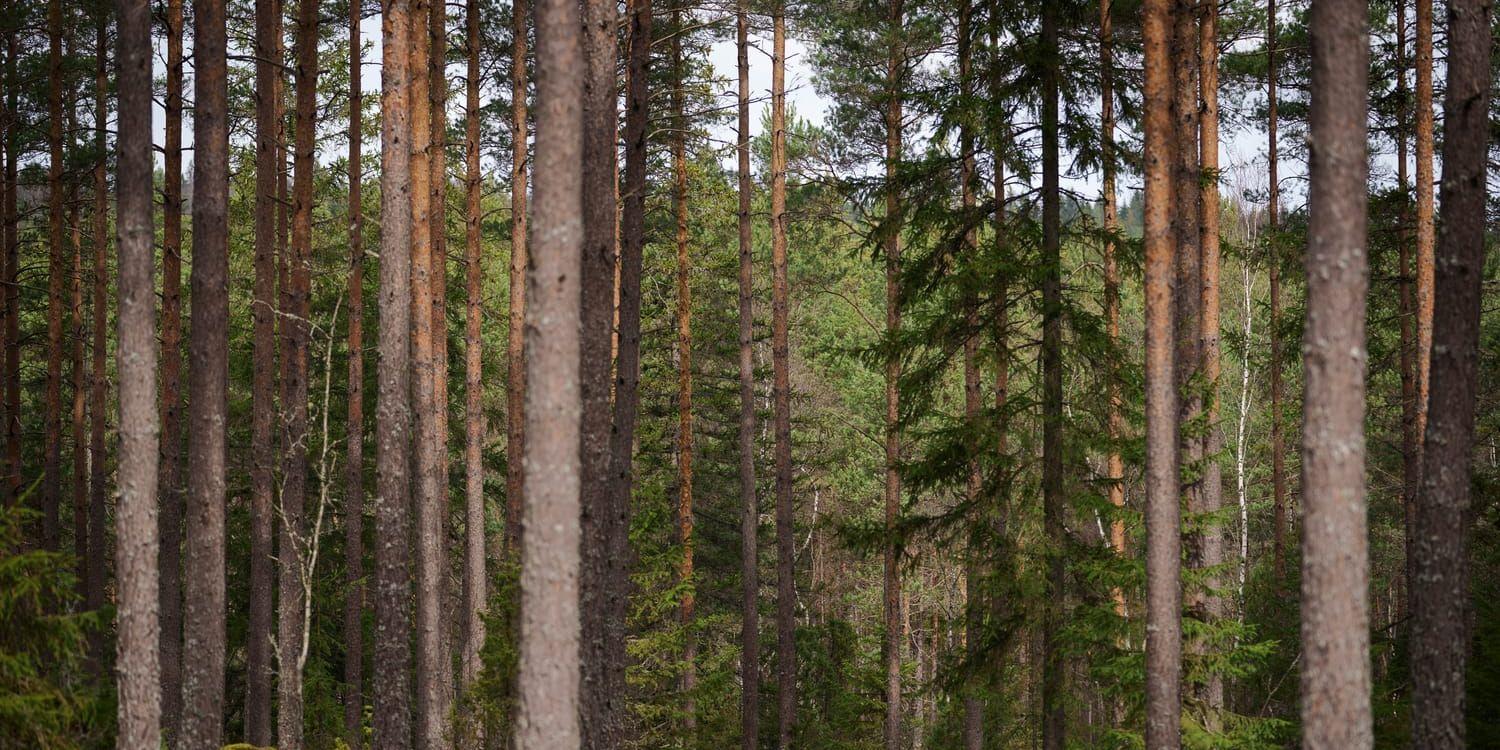 Skogsägaren och inte industrin ska styra det halländska skogsbruket, menar debattörerna. 