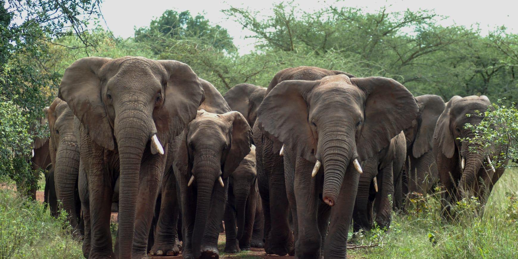 RWANDA 20151124  Nationalparken Akagera i Rwanda. Elefanthjord på marsch, den halva snabeln är minne av en stålsnara, ett redskap vanligt bland tjuvjägare.Foto: Finn Norgren / TT / kod 10510 