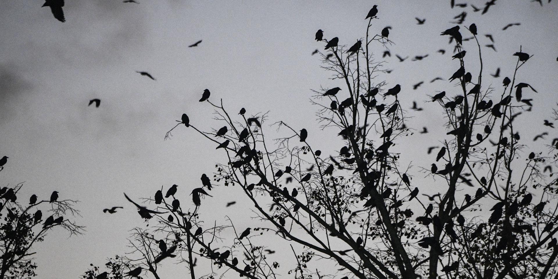 MALMÖ 20181018
Fåglar i silhuett i ett träd en höstkväll.
Foto: Johan Nilsson / TT / kod 50090