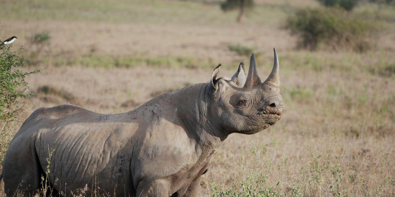 Tjuvjakten på noshörningar minskar något i Sydafrika. Arkivbild av noshörning i Kenya.