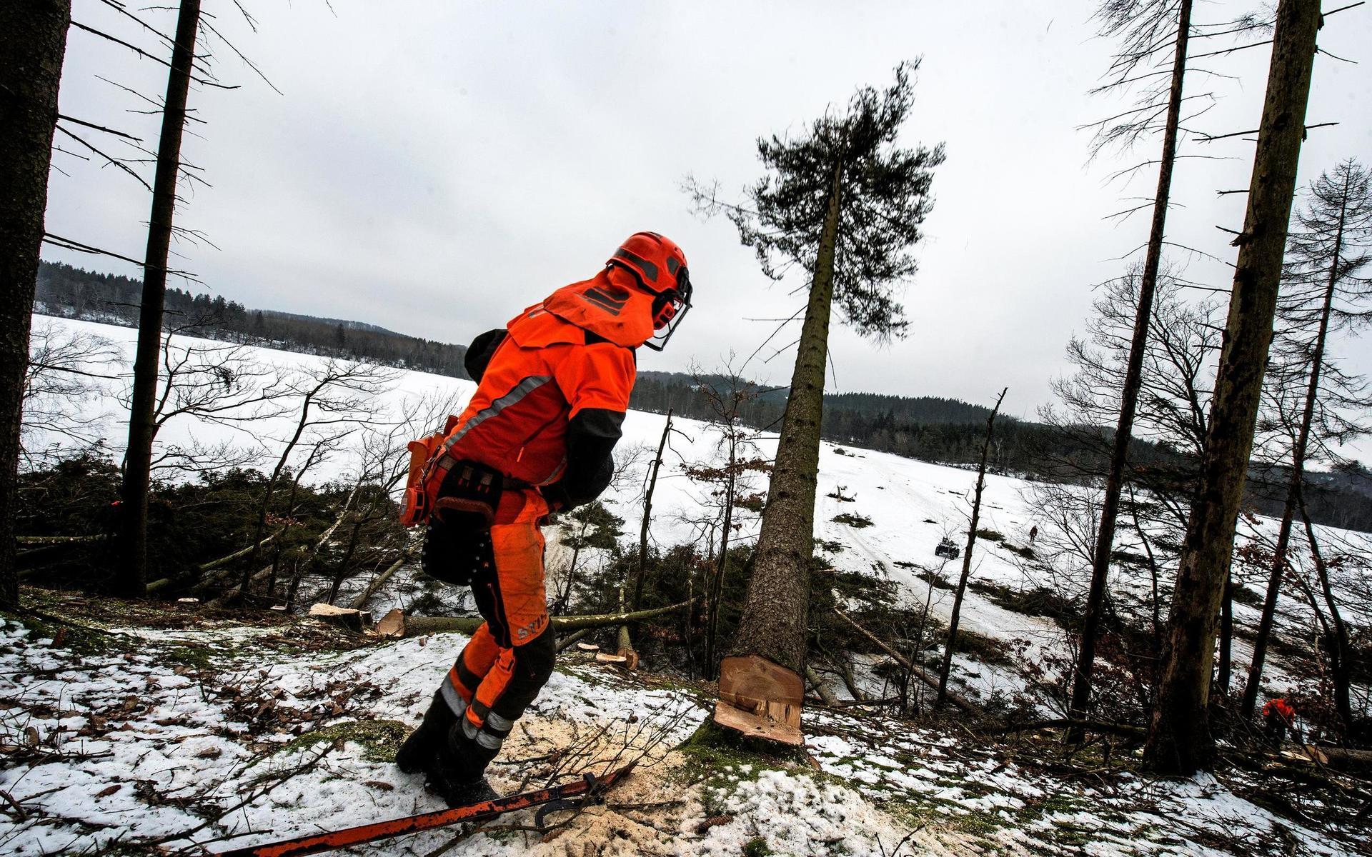 Den rutinerade skogsarbetarem Bengt Nilsson fäller har fällt fler träd än vad som går att räkna.