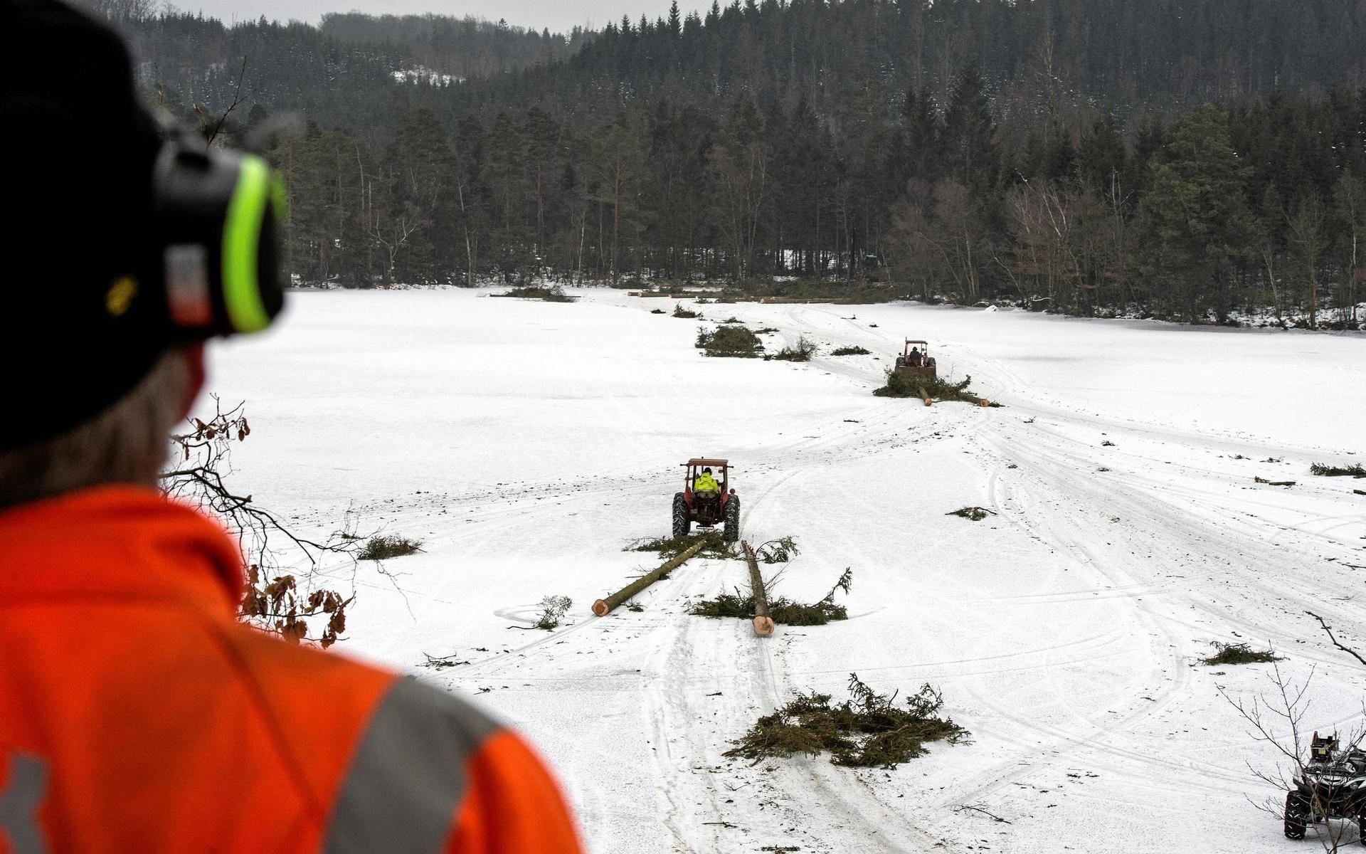Trädstammarna släpas över isen med traktorer.