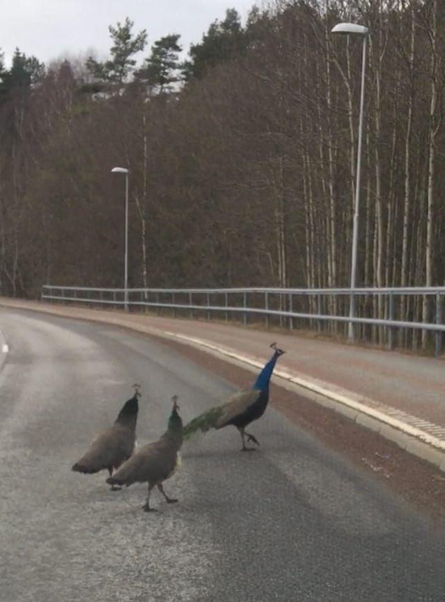 Anders Nilsson berättar att han höll på att krocka med fåglarna längs gamla Boråsvägen i närheten av Delsjömotet vid 14-tiden. FOTO: Privat