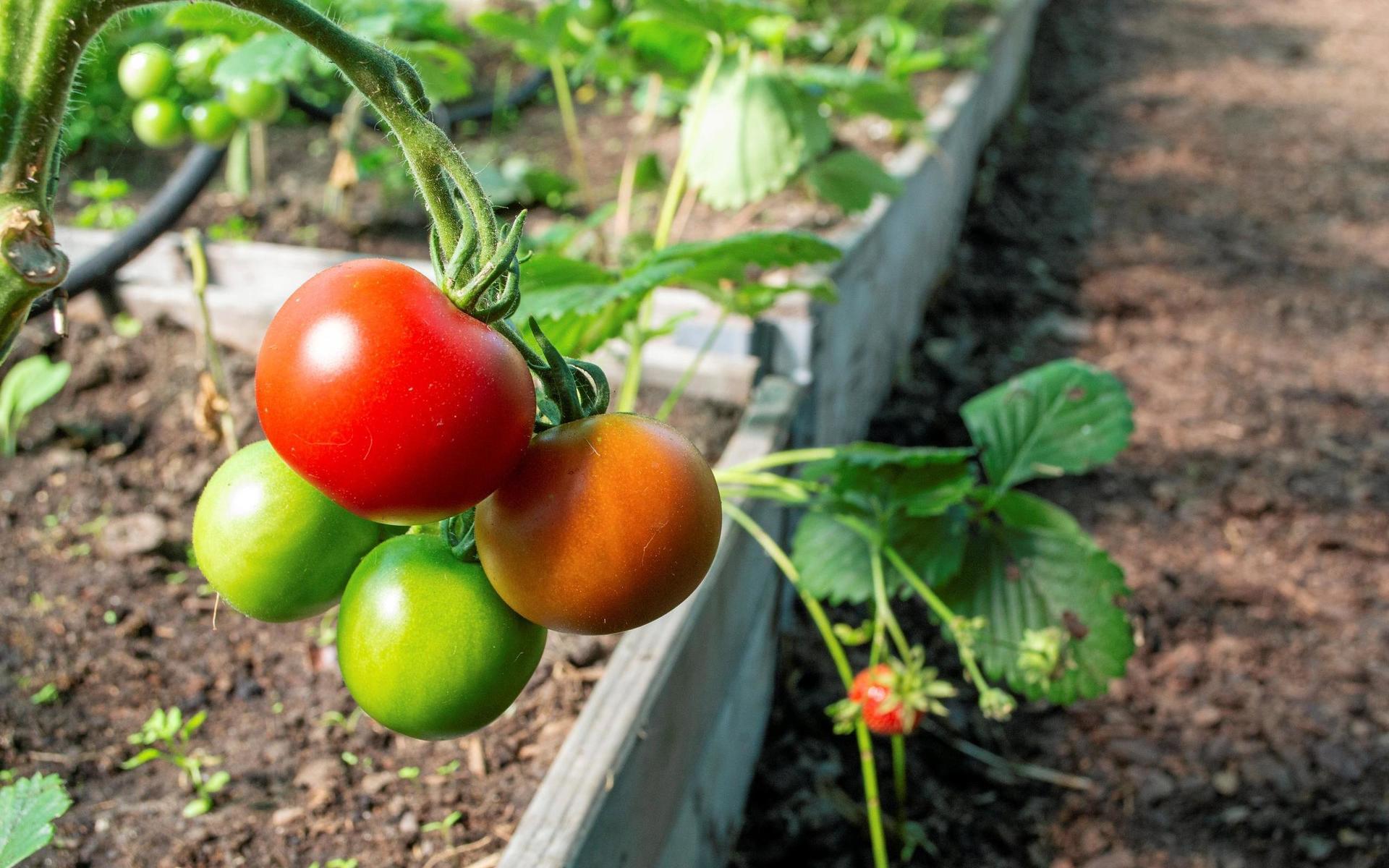 Under tomatplantorna i växthusbäddarna får remonterande jordgubbar plats. De ger bär hela sommaren och hösten.