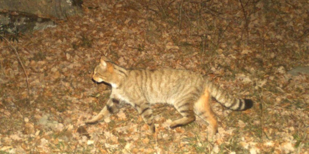 En europeisk vildkatt (Felis silvestris) som fångats på bild med hjälp av en kamerafälla i det katalanska forskningsprojektet.