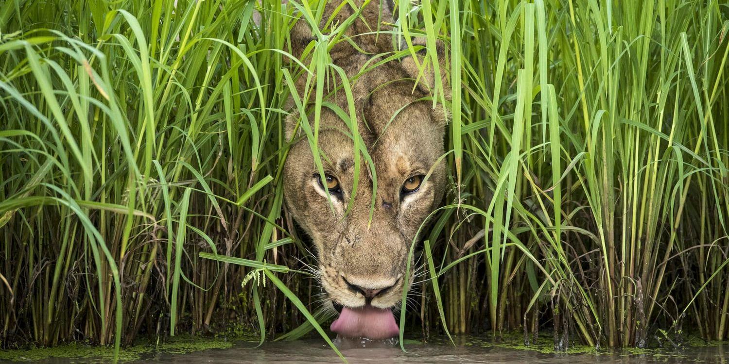 Isak Pretorius bild på ett törstigt lejon ingår i utställningen "Wildlife photographer of the year". Pressbild.