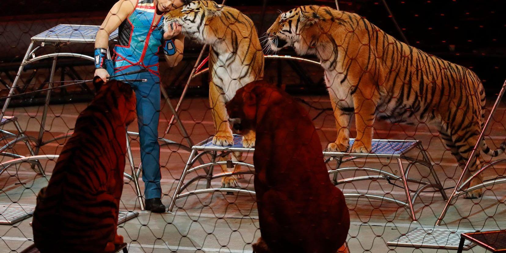 Tigertränaren Alexander Lacey och några av hans djur på en cirkus i New York i september. Även i USA är debatten om djur på cirkus aktuell.