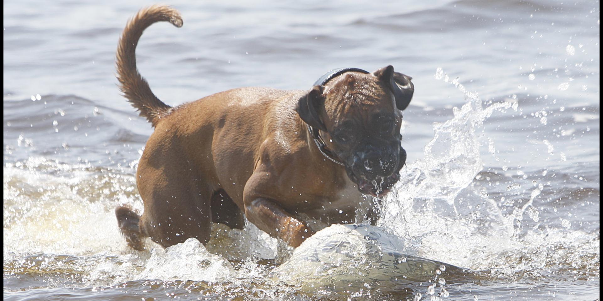 En bulldogg tar sig ett svalkande bad.