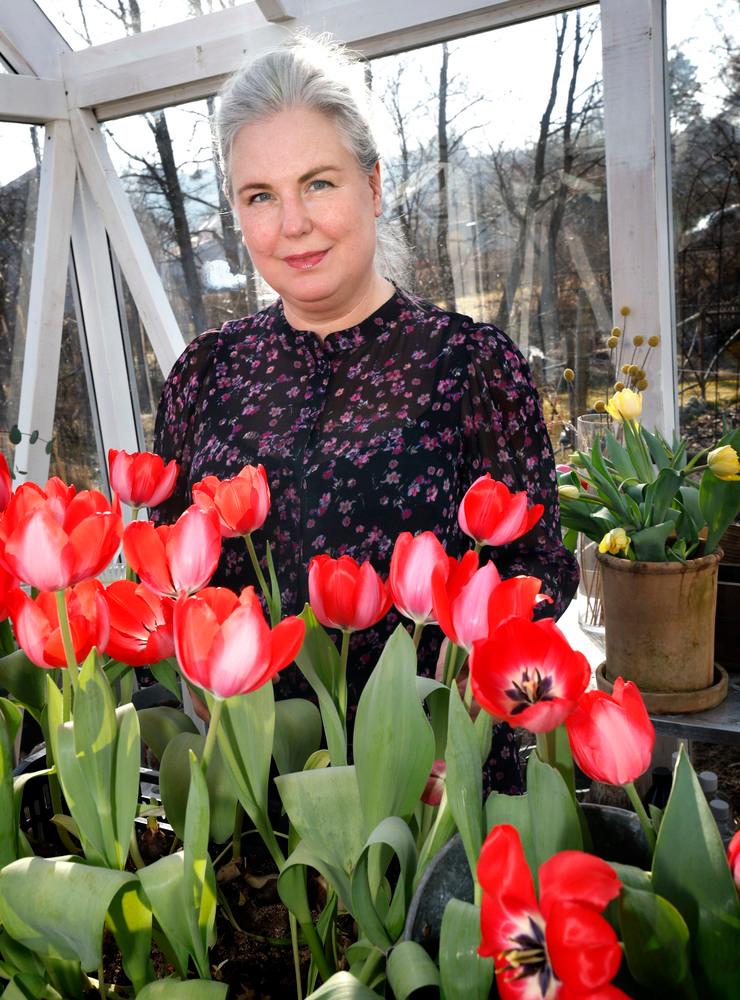 Hanna har köpt ett stort fång röda tulpaner med lökarna kvar, som lyser upp växthuset.