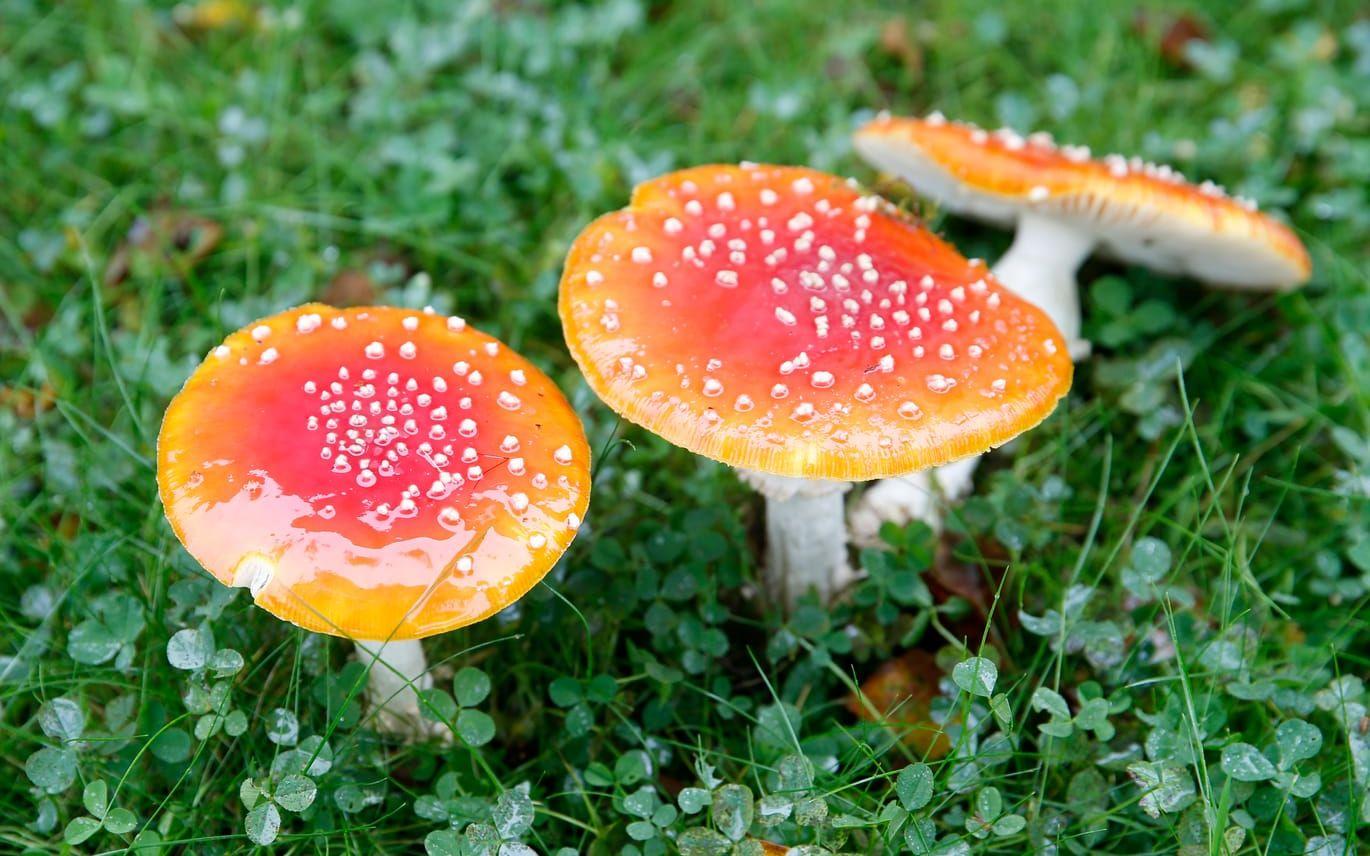 Svamp.  Giftiga svampar är även farliga för hundar, vilket kan vara bra att tänka på om hunden är med ute i skogen under svamprundan.