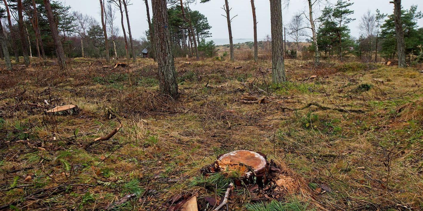 Omstridd trädfällning. Här på Grimsholmen har skogen glesnat – genom olovlig trädfällning. Bild: Ola Folkesson/arkiv