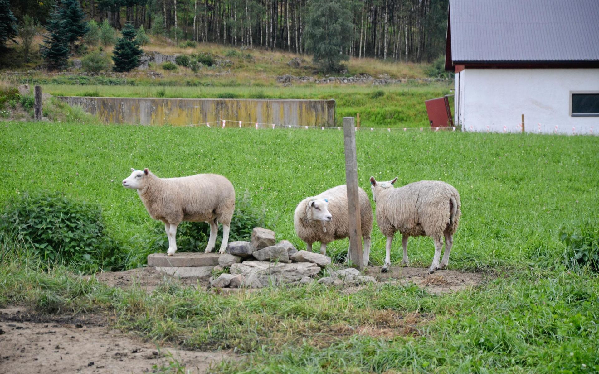 Gården ligger mycket naturskönt mellan Sällstorp och Kungsäter och har vidsträckta betesmarker. 