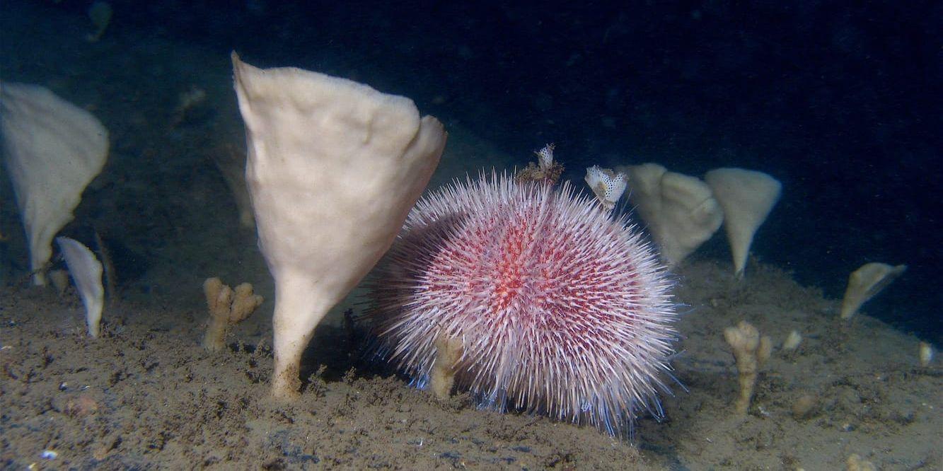 En sjöborre bland svampdjur i Kosterhavet. Arkivbild.