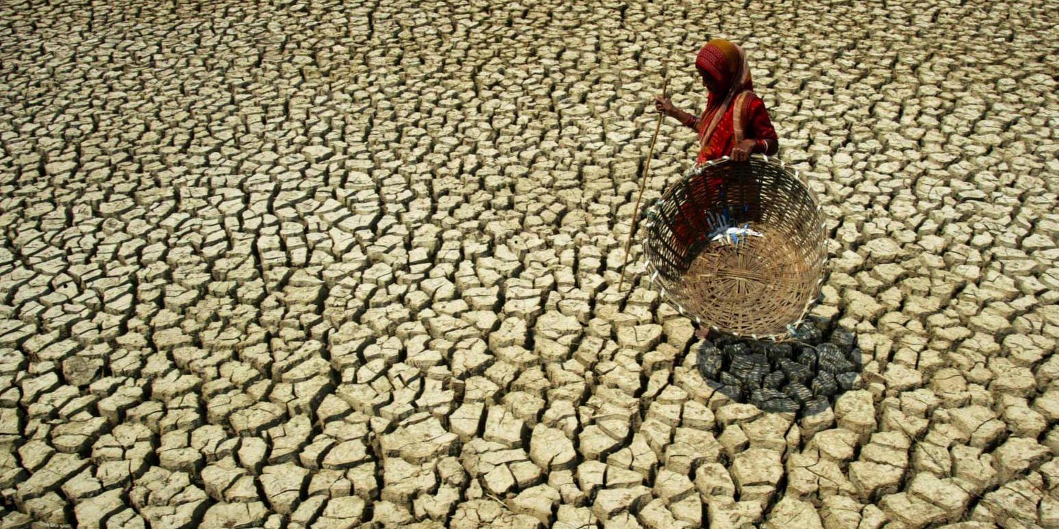 Torka riskerar att bli ett stort problem på flera platser i världen om den globala uppvärmningen inte begränsas. På bilden ses en kvinna i en by utanför Bhubanseswar, Indien.