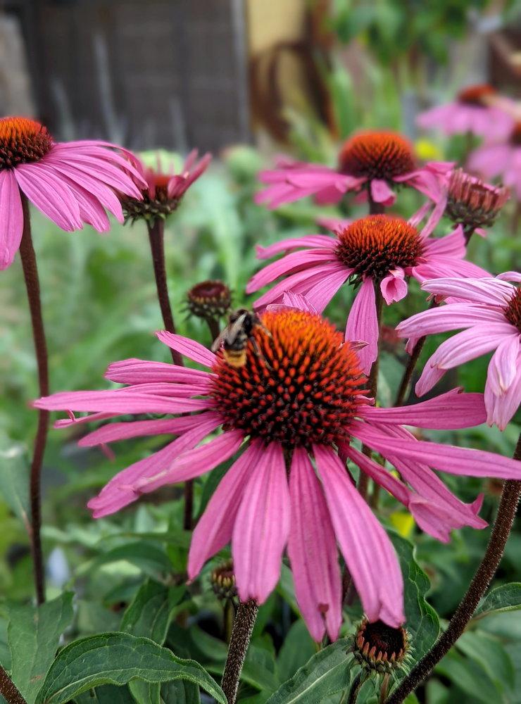 Höstperenner förlänger säsongen för trädgårdens pollinatörer. 