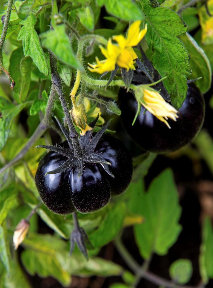 En svart tomat. Enligt Marika inte särskilt god att äta, men vacker att titta på.