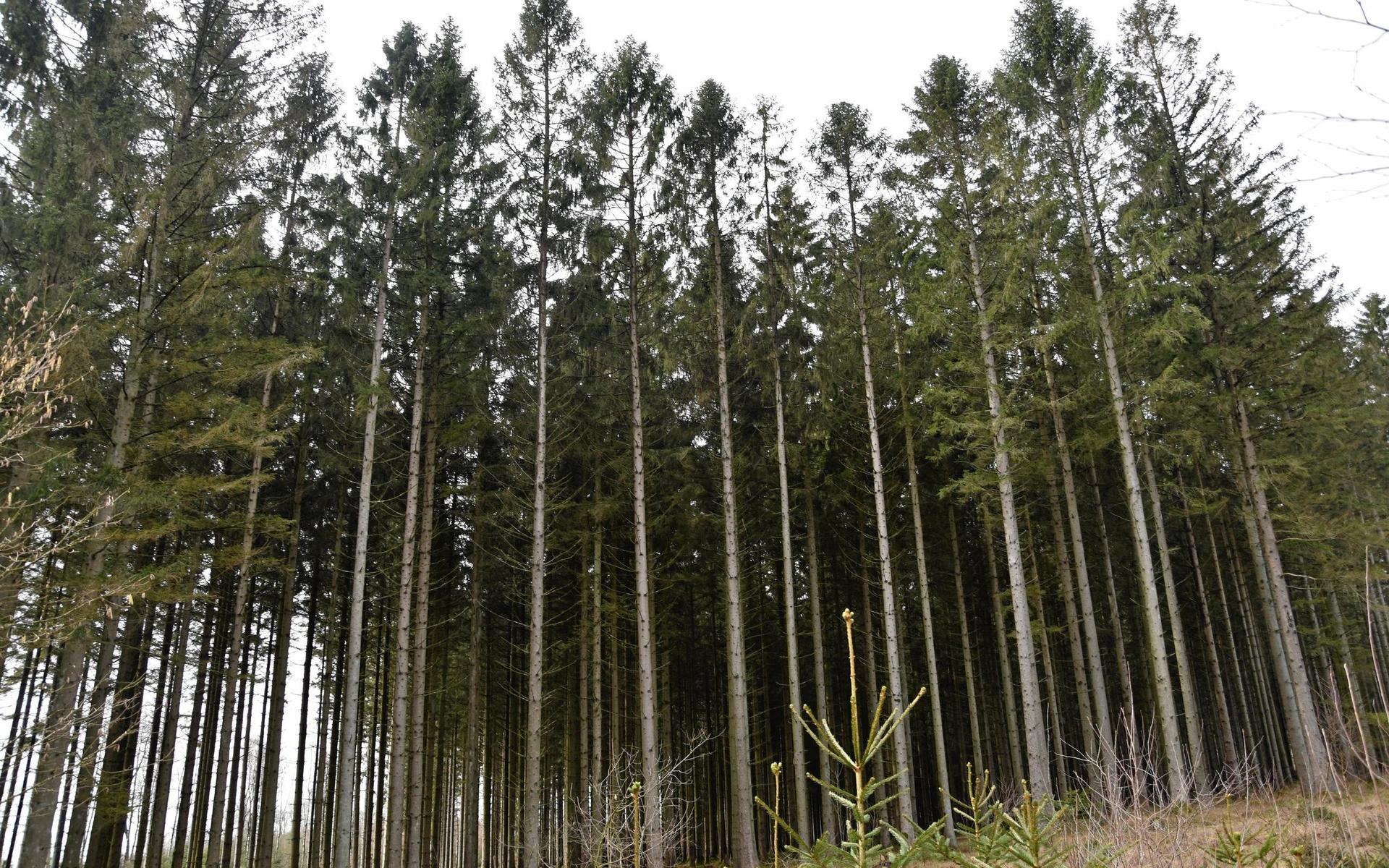 Bara några meter ifrån träden som planterades 2005 tronar en 62 år gammal skog som klarade sig under stormen.