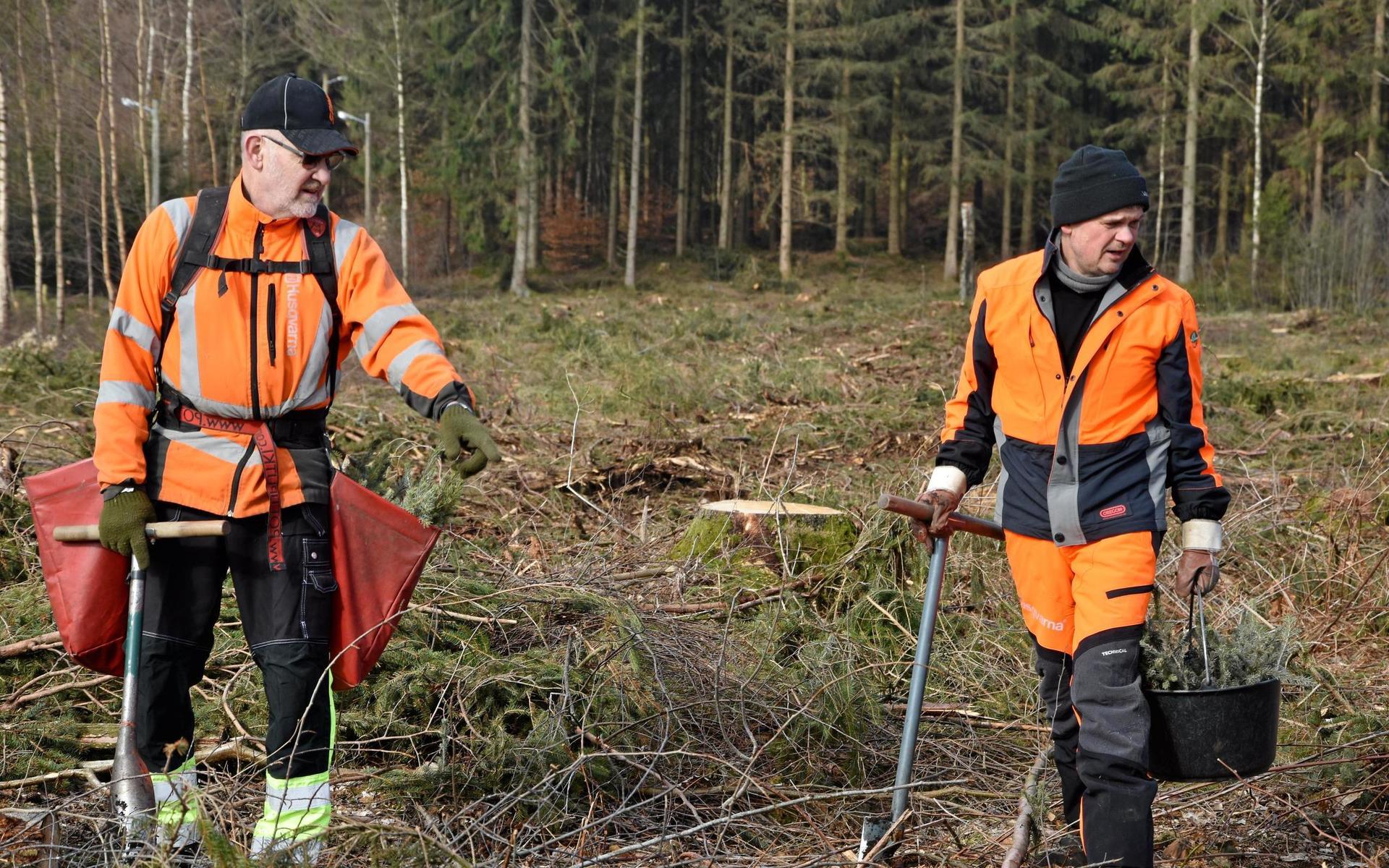 Mats Edespong och Sven-Olof Andersson arbetar för dagen med att plantera granar på Lars Torbiörnsons mark.