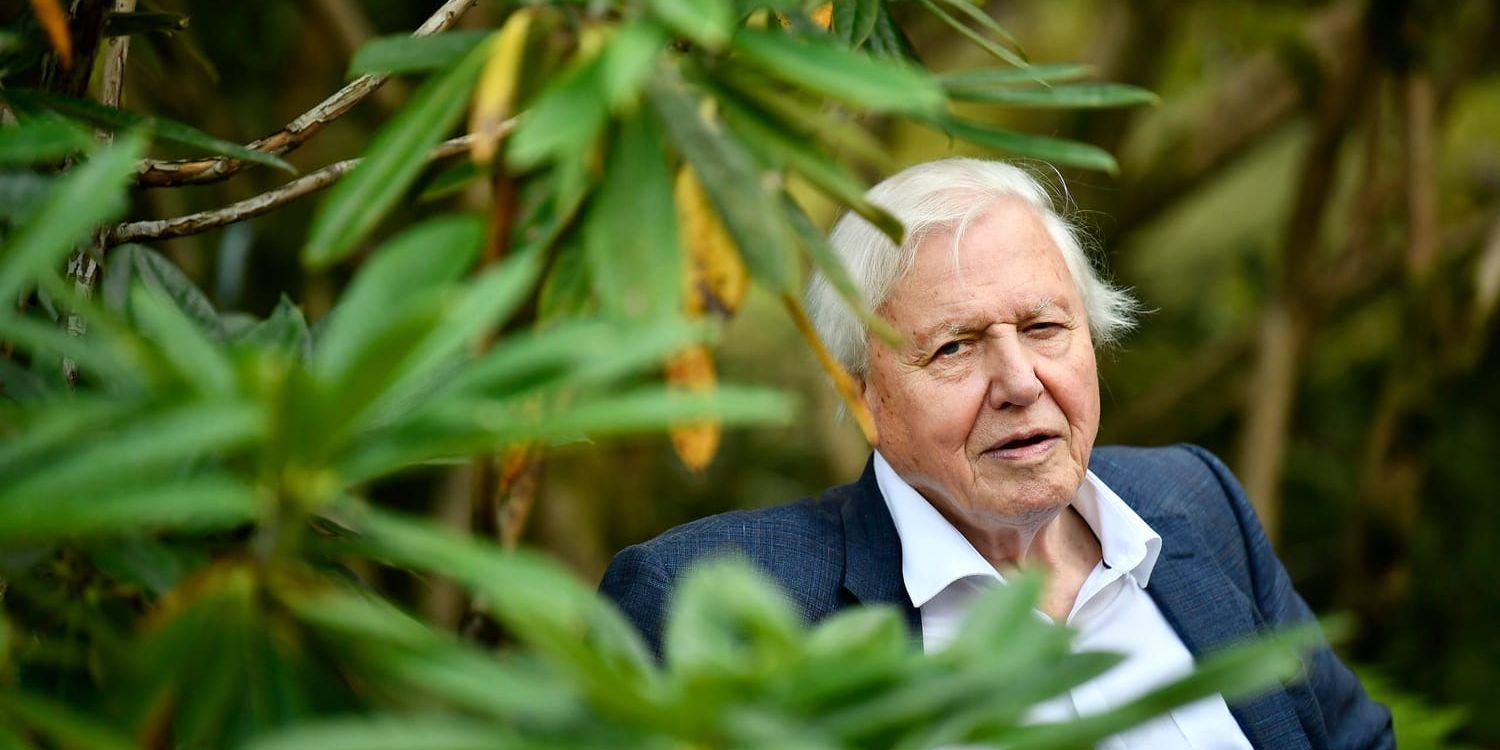Sir David Attenborough gör ny dokumentär om klimatförändring. Arkivbild.