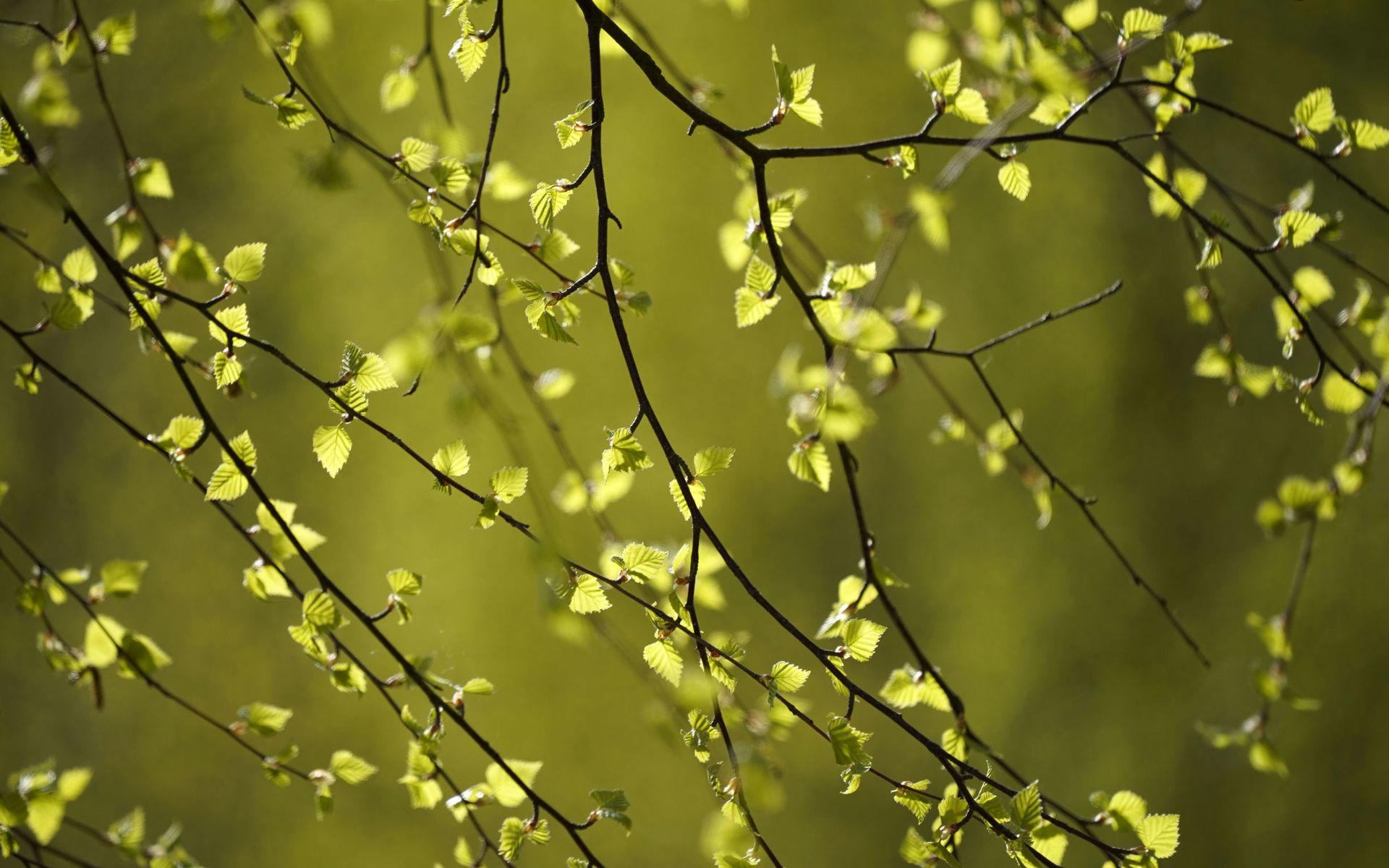 Pollen i luften gör luftvägarna mer känsliga för olika sorters virus, visar forskning. Nu befaras att känsligheten även gäller för det nya coronaviruset. Arkivbild.
