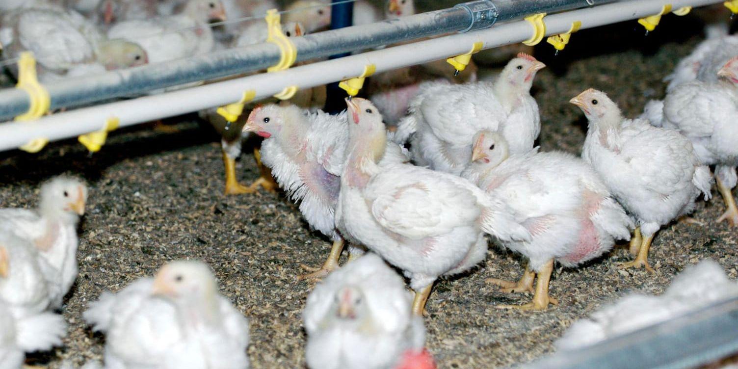 Tusentals kycklingar skadas inför slakt, larmar veterinärer. Arkivbild.
